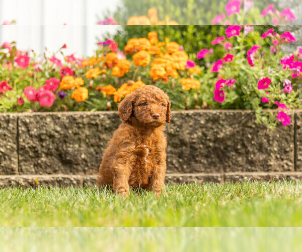 Medium Photo #7 Goldendoodle Puppy For Sale in NAPPANEE, IN, USA