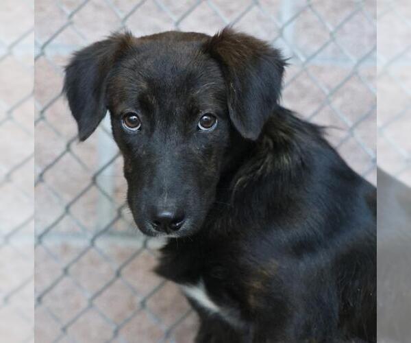 Medium Photo #1 Mutt Puppy For Sale in San Antonio, TX, USA
