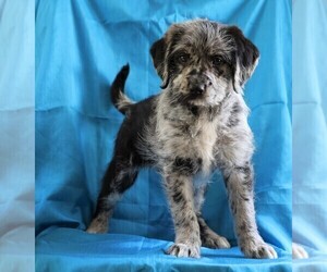 Miniature Labradoodle Puppy for sale in FREDERICKSBG, OH, USA
