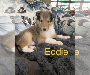 Collie Puppy for sale in LINCOLN, NE, USA