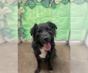 Border Collie-Unknown Mix Dogs for adoption in Van Nuys, CA, USA