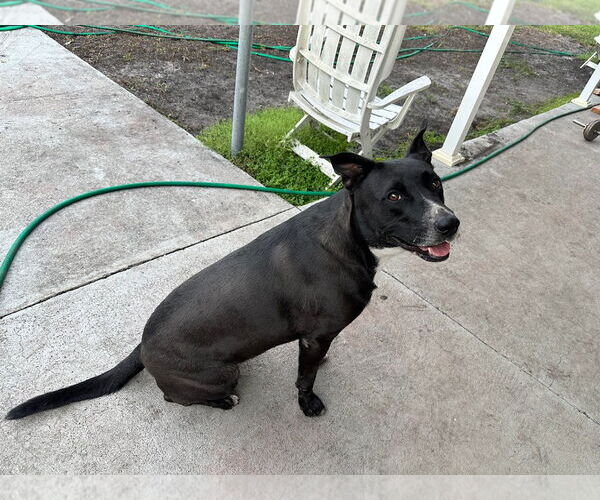 Medium Photo #2 Labrador Retriever-Unknown Mix Puppy For Sale in Miami, FL, USA