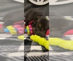 Small Photo #4 German Shepherd Dog Puppy For Sale in CUMMING, GA, USA
