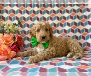 Goldendoodle (Miniature) Puppy for sale in LANCASTER, PA, USA