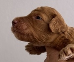 Small Photo #5 Poodle (Standard) Puppy For Sale in MCALLEN, TX, USA