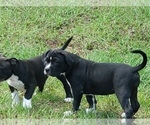 Small Photo #12 American Bully Puppy For Sale in TRENTON, FL, USA
