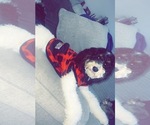 Small Photo #1 Golden Mountain Doodle Puppy For Sale in WARNER ROBINS, GA, USA