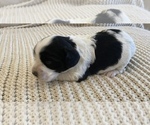 Small Photo #5 Cocker Spaniel Puppy For Sale in LAS CRUCES, NM, USA