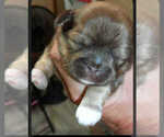 Puppy 1 Shih Tzu