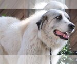 Small Photo #10 Great Pyrenees Puppy For Sale in Spring, TX, USA
