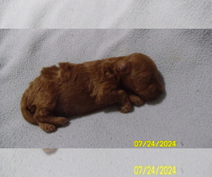 Poodle (Toy) Puppy for sale in DULUTH, GA, USA