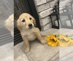 Small Photo #2 Golden Retriever Puppy For Sale in BROOKLINE, MO, USA