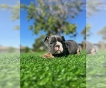 Small #4 English Bulldog