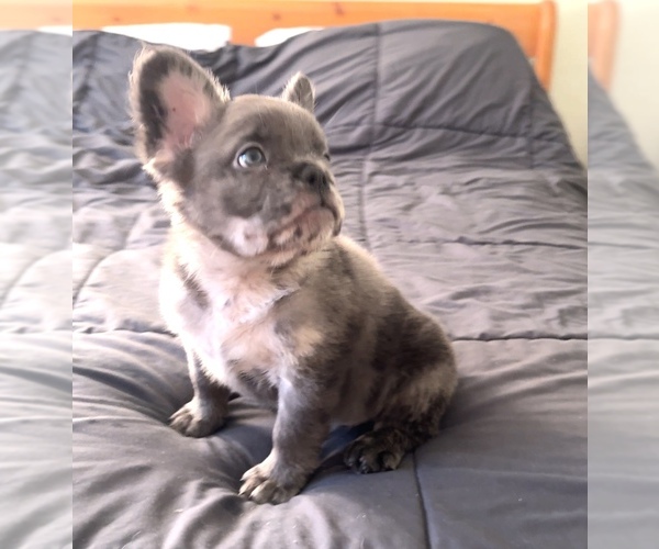 Medium Photo #1 French Bulldog Puppy For Sale in PALMDALE, CA, USA