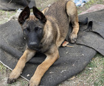 Small Photo #12 Belgian Malinois Puppy For Sale in ONTARIO, CA, USA
