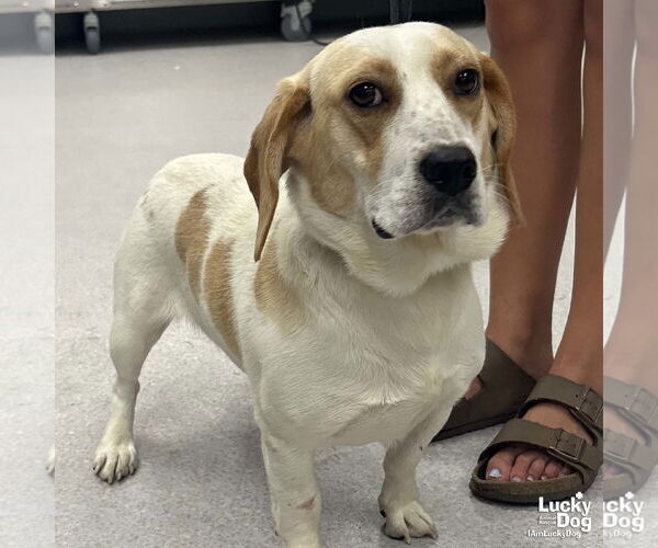 Medium Photo #1 Bagle Hound Puppy For Sale in Washington, DC, USA