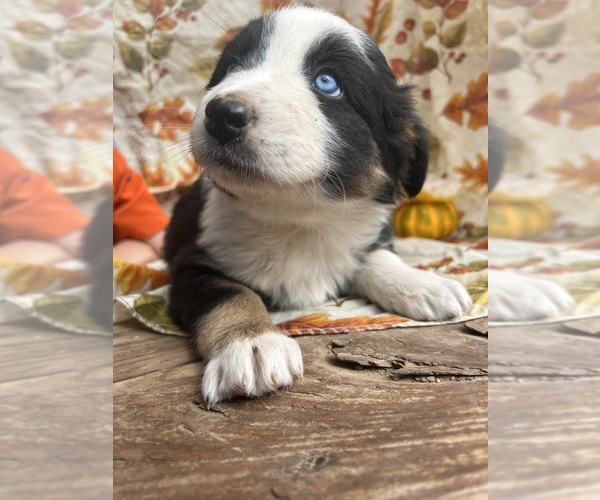 Medium Photo #6 Australian Shepherd Puppy For Sale in COTOPAXI, CO, USA
