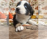 Small Photo #31 Australian Shepherd Puppy For Sale in COTOPAXI, CO, USA