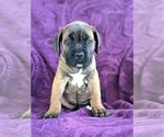 Small Photo #2 Cane Corso Puppy For Sale in KIRKWOOD, PA, USA