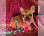Small Photo #6 French Bulldog Puppy For Sale in COLUMBIA, OH, USA