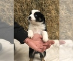 Small Photo #3 Australian Shepherd Puppy For Sale in CRESTON, IA, USA