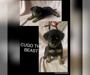 Rottweiler Puppy for sale in TEMECULA, CA, USA