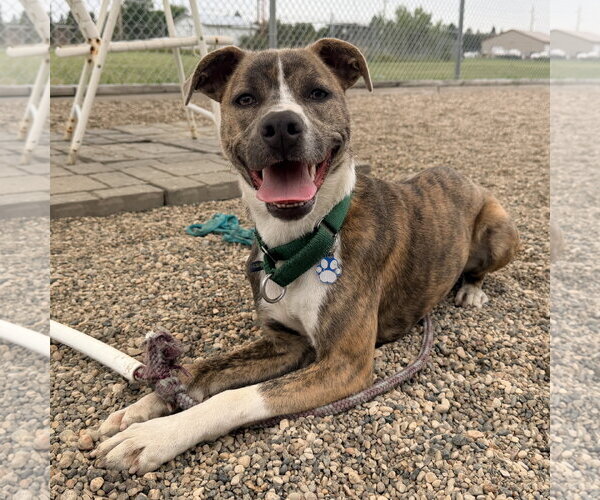 Medium Photo #10 Mutt Puppy For Sale in Fargo, ND, USA