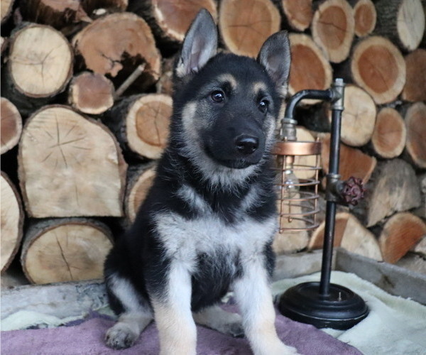 Medium Photo #4 German Shepherd Dog Puppy For Sale in HONEY BROOK, PA, USA