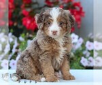 Small Bernedoodle (Miniature)