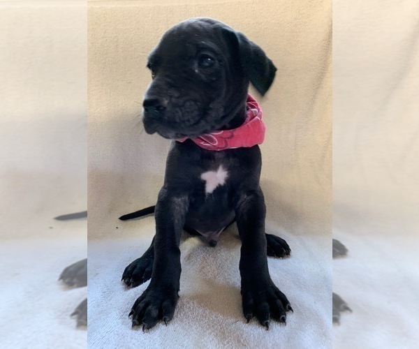Medium Photo #2 Great Dane Puppy For Sale in ARCHBOLD, OH, USA