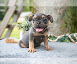 Puppy Bear French Bulldog