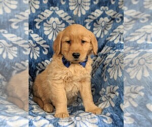 Golden Retriever Puppy for sale in DELTA, PA, USA