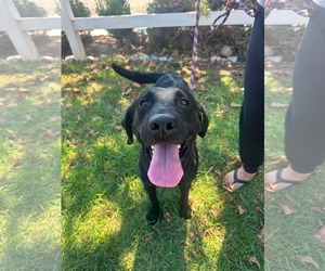 Labrador Retriever-Unknown Mix Dogs for adoption in San Diego, CA, USA