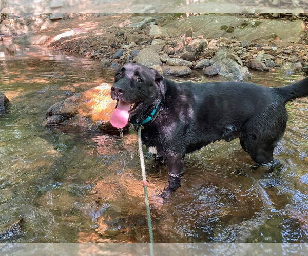 Medium Photo #16 Labrador Retriever-Unknown Mix Puppy For Sale in Rockaway, NJ, USA