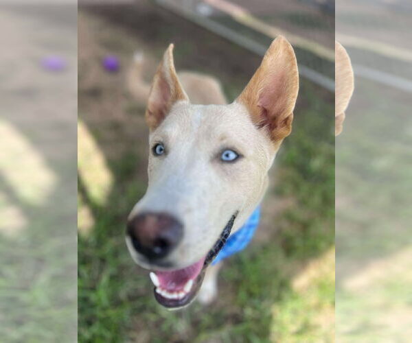 Medium Photo #4 Mutt Puppy For Sale in Kankakee, IL, USA
