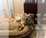 Small #1 Great Pyrenees-Huskies  Mix