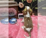 Small #5 Cavalier King Charles Spaniel