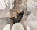 Small #3 Doberman Pinscher Mix