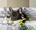 Small Photo #3 French Bulldog Puppy For Sale in OJAI, CA, USA