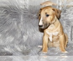 Small Photo #3 Bull Terrier Puppy For Sale in BUCKLIN, KS, USA