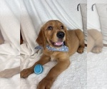 Small Golden Retriever