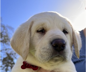 Labrador Retriever Puppy for sale in CARMEL VALLEY, CA, USA