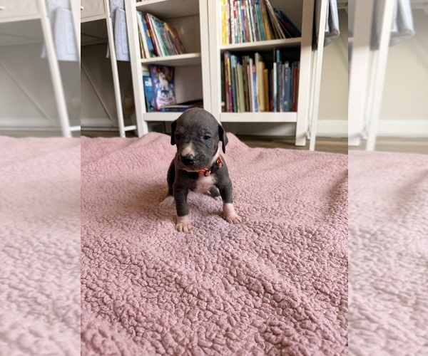 Medium Photo #2 Great Dane Puppy For Sale in BLYTHEWOOD, SC, USA