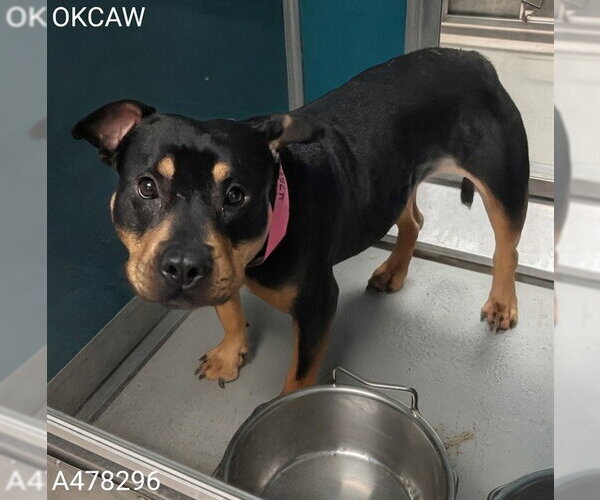 Medium Photo #1 Rottweiler-Unknown Mix Puppy For Sale in Oklahoma City, OK, USA