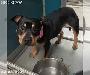 Rottweiler-Unknown Mix Dogs for adoption in Oklahoma City, OK, USA