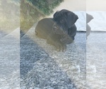 Small Photo #23 Cane Corso Puppy For Sale in WOODLAND HILLS, CA, USA