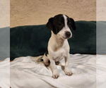 Small #1 Jack Russell Terrier Mix