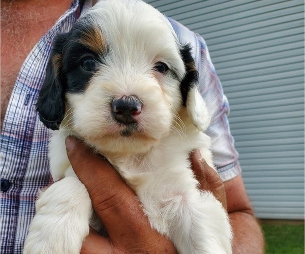Medium Photo #30 Bernedoodle (Miniature) Puppy For Sale in LEETONIA, OH, USA