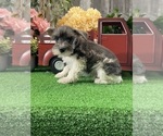 Small #2 Schnauzer (Miniature)