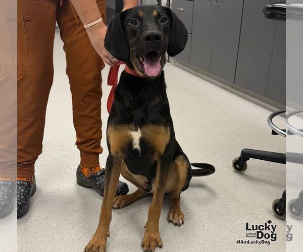 Medium Photo #2 Black and Tan Coonhound-Unknown Mix Puppy For Sale in Washington, DC, USA